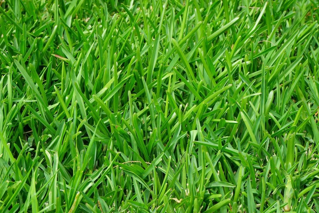 best fertilizer for green grass